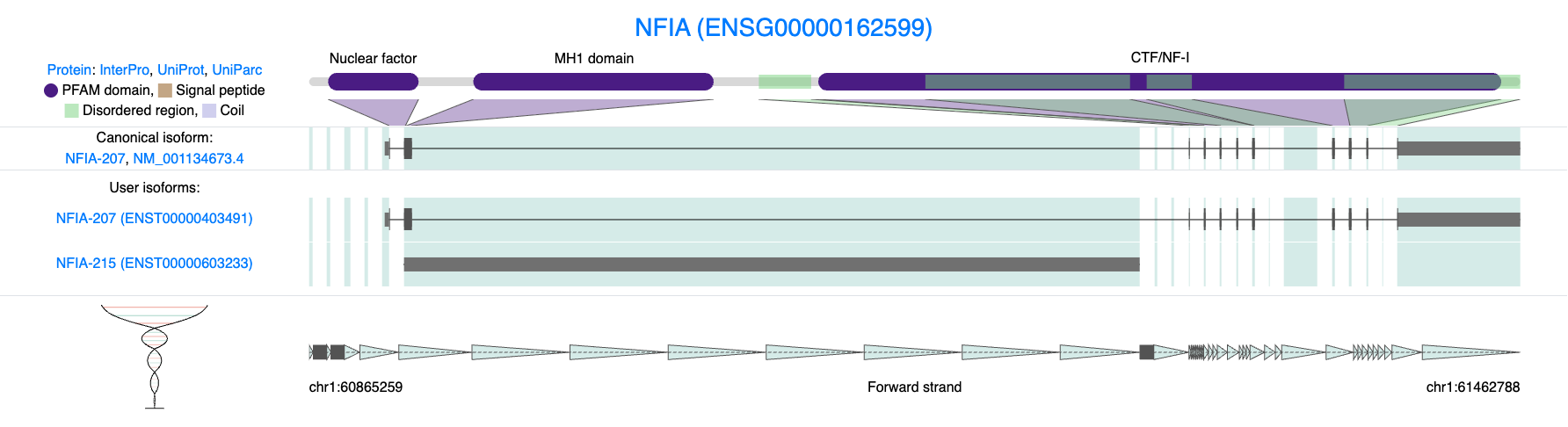Isoform diversity in NFIA (ENSG00000162599). Structural comparison of NFIA isoforms highlights the diversity of transcript usage detected in single-cell long-read data. The canonical and user-discovered isoforms differ markedly in exon structure and domain composition. One isoform encodes a full-length protein containing key functional domains (Nuclear factor, MH1, and CTF/NF-I), while another represents a non-coding or truncated transcript lacking these regions.