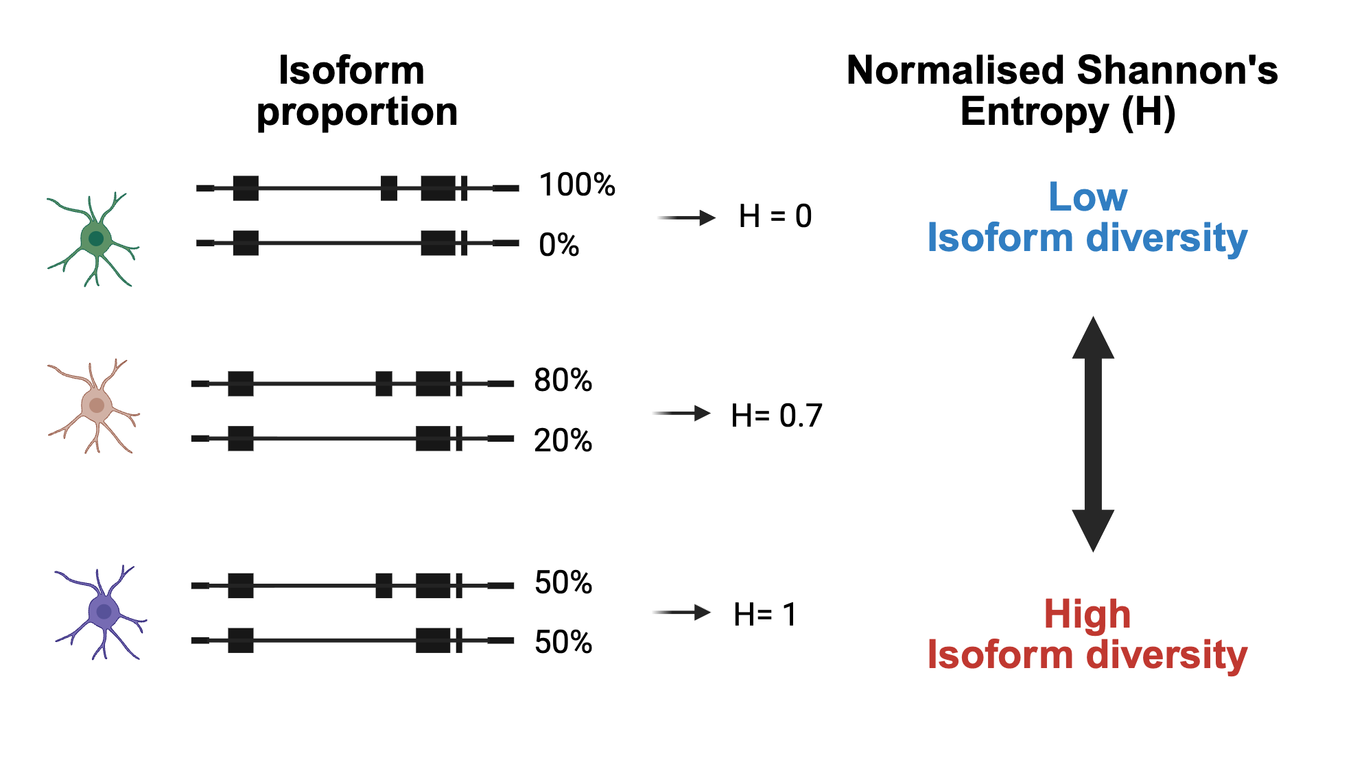 Isoform diversity schematic. For each gene, we measure how transcript usage is distributed across isoforms within individual cells. Cells dominated by a single isoform show low isoform diversity (low entropy), while cells that express multiple isoforms at similar levels show high isoform diversity (high entropy).